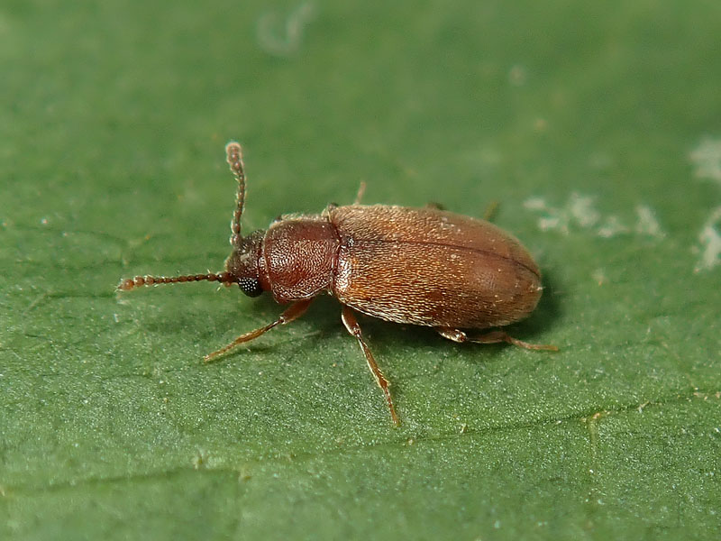 da identificare: Latridiidae ?? No, Cryptophagidae